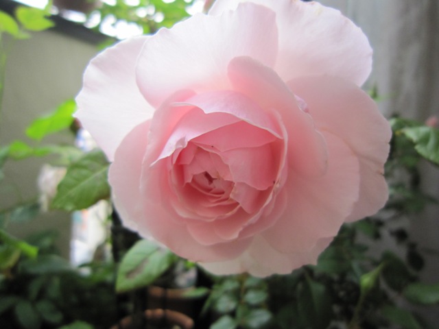 c0202870_22593375.jpg