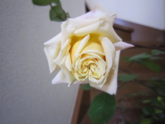 c0202870_2364432.jpg