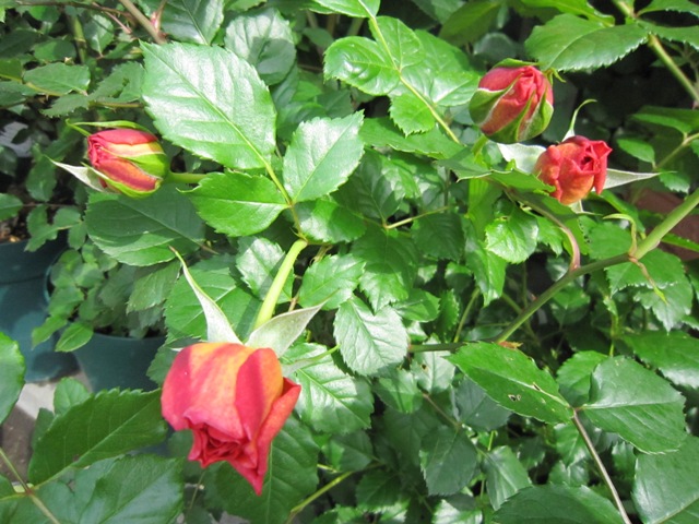 c0202870_2394240.jpg