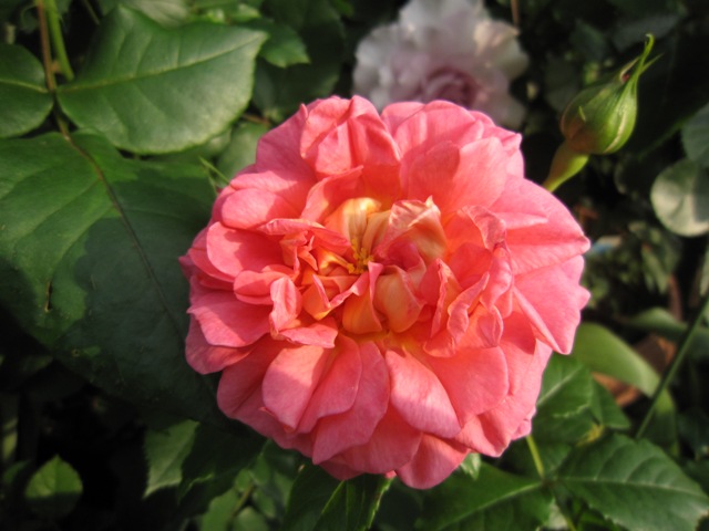 c0202870_239892.jpg