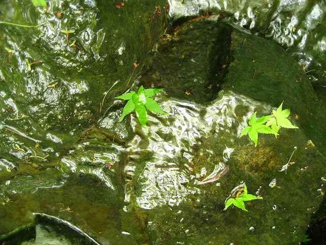 e0106372_2039364.jpg