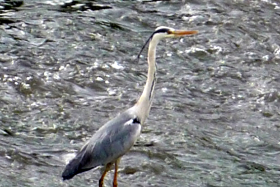 c0125283_11461584.jpg