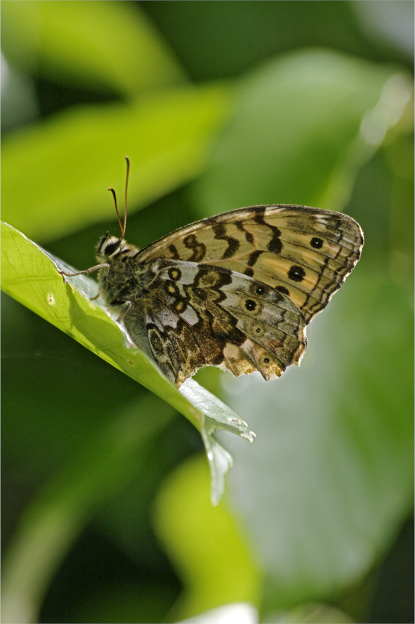 d0209988_207282.jpg