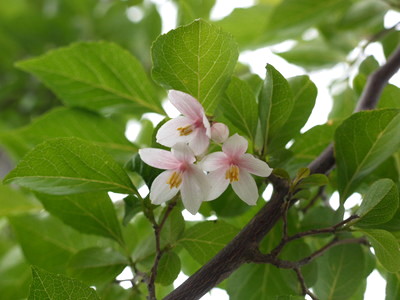 a0133493_1231781.jpg
