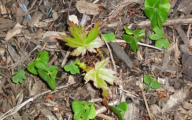 c0138198_2344315.jpg
