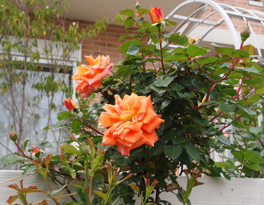 a0058605_7441430.jpg
