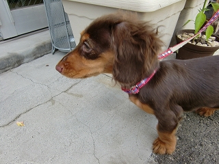 b0073616_1618686.jpg