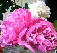 d0024220_23493522.jpg