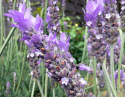 f0060424_22494523.jpg