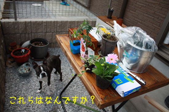 a0190132_2317151.jpg