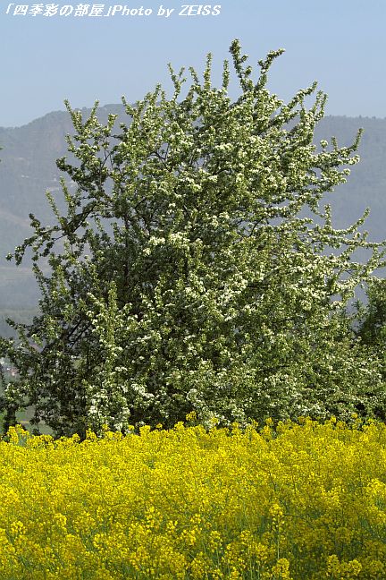 a0195032_21292997.jpg