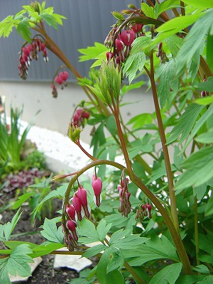 f0205733_23472357.jpg