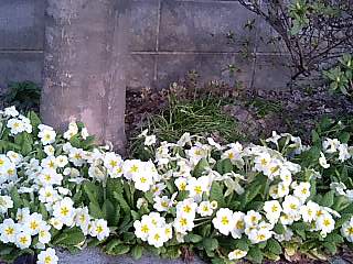 c0117239_7475256.jpg
