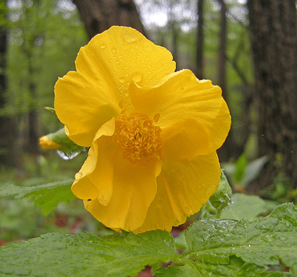 a0001354_22201374.jpg
