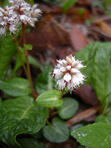 a0001354_2243068.jpg