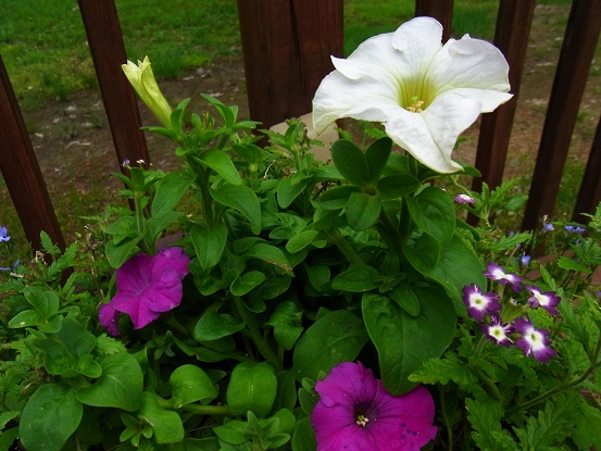 a0149356_1242941.jpg