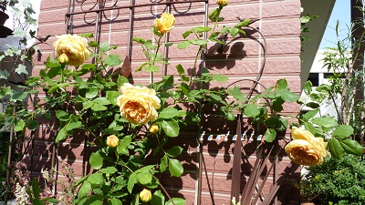 d0173057_17591173.jpg