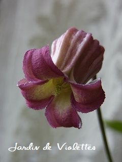 e0118257_1675780.jpg