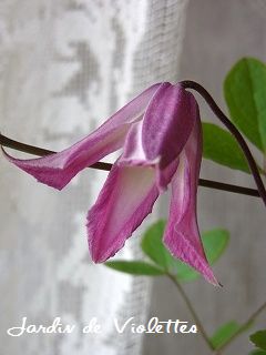 e0118257_167949.jpg