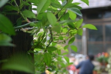 c0057781_17293621.jpg