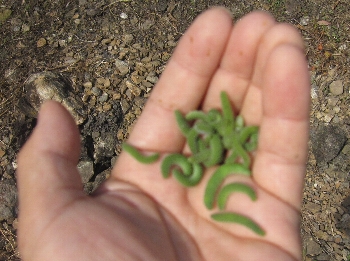 f0003283_16542736.jpg