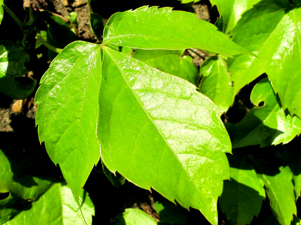 a0101715_1339641.jpg