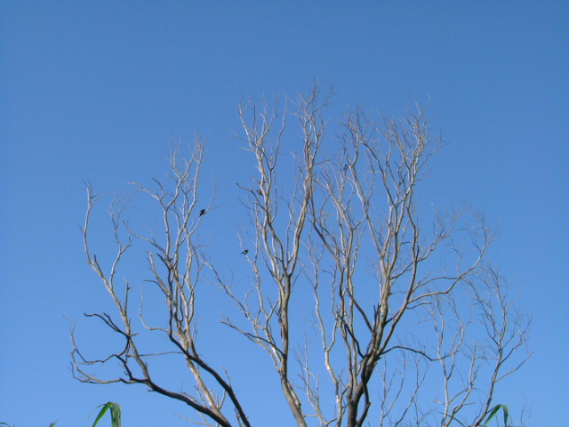 b0074017_157312.jpg