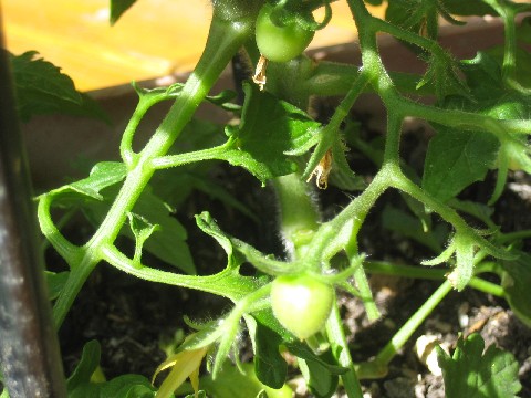 c0054118_10291934.jpg