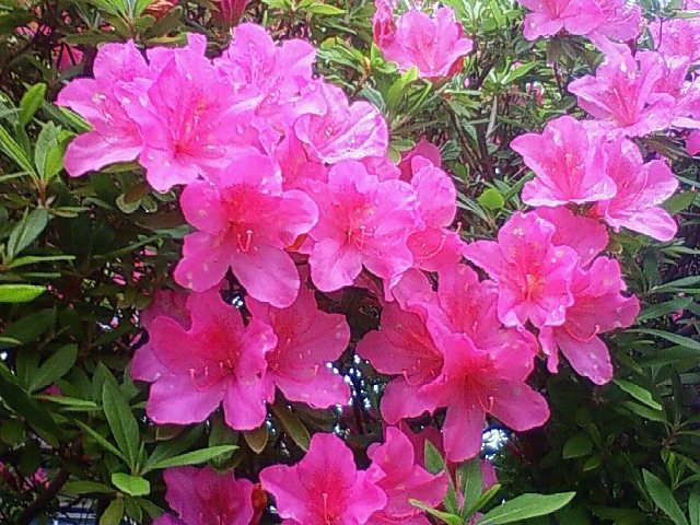a0163738_18173715.jpg