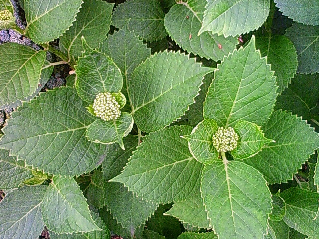 a0163738_1819201.jpg