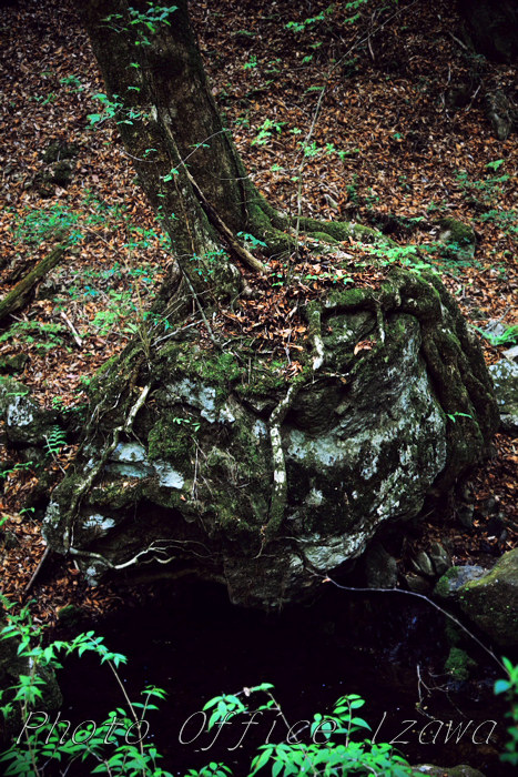 c0181958_381259.jpg