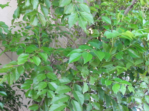 a0137279_530928.jpg
