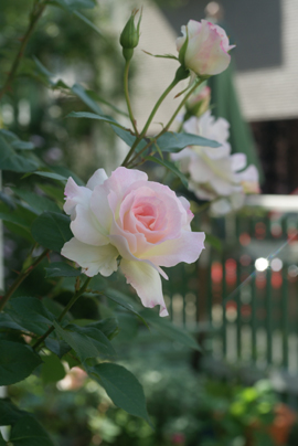 f0166982_2138962.jpg