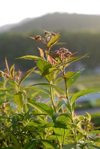 f0222692_15573650.jpg