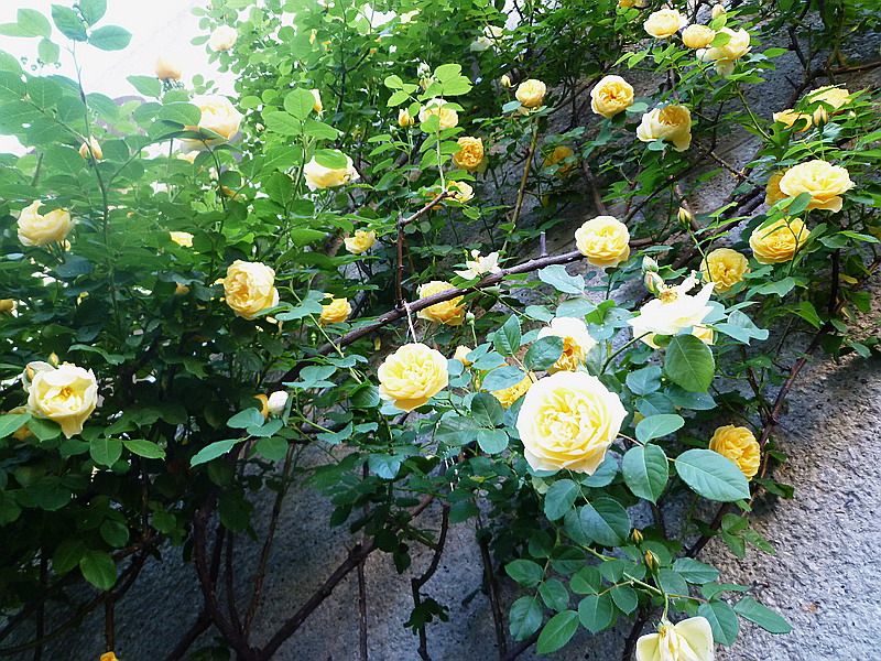 c0138198_14323667.jpg
