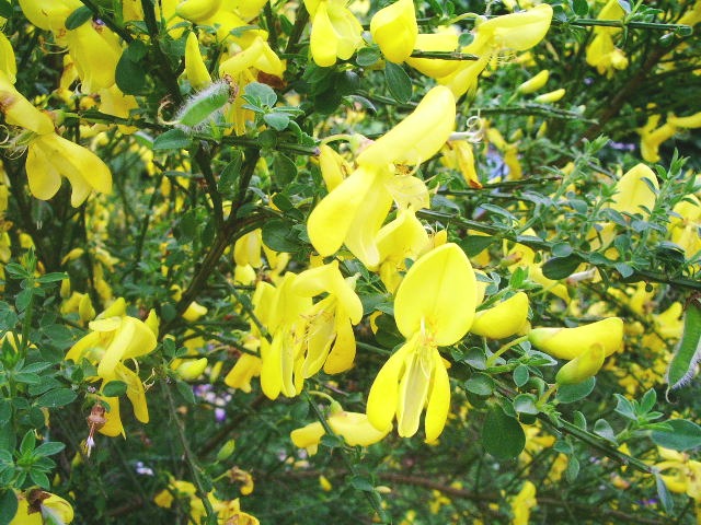 e0025300_15442644.jpg