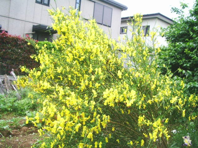 e0025300_1544449.jpg