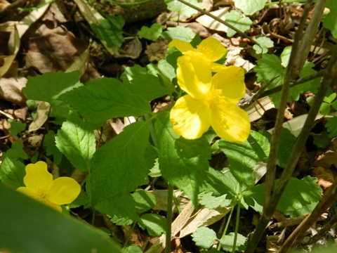 e0033301_21494537.jpg