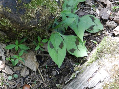 e0033301_21501363.jpg
