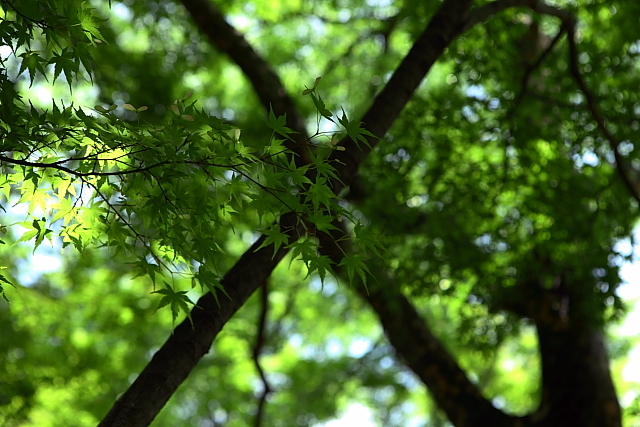 e0117503_1310516.jpg