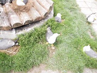 d0068023_2393269.jpg