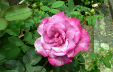 f0060424_19251565.jpg