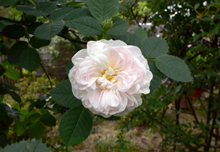 f0060424_19265335.jpg