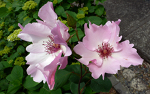 f0060424_1926962.jpg