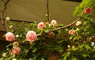a0098027_1522406.jpg