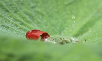 d0042827_3593683.jpg