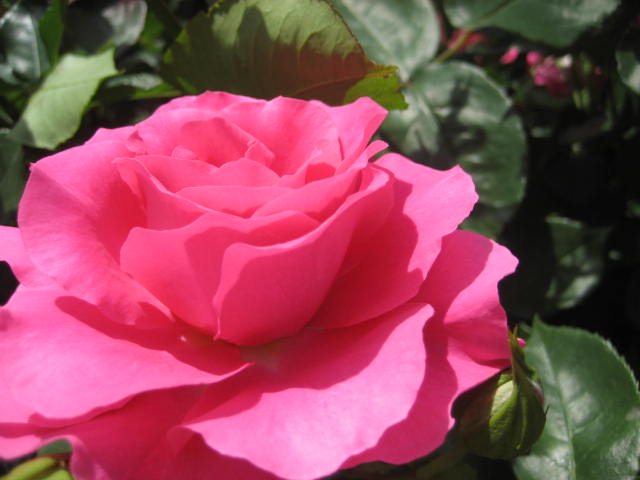b0166435_212668.jpg