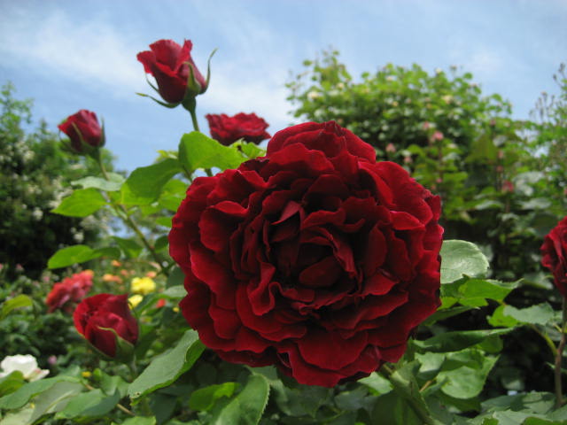 b0166435_22152450.jpg