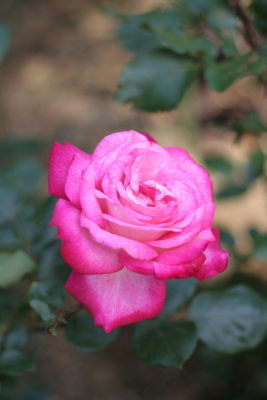 f0214837_22225814.jpg