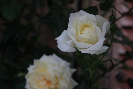 a0132041_8281076.jpg